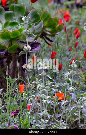 Marrubium libonaticum, silberne Blätter, silbernes Laub, trockener Garten, Kiesgarten, Eschschscholzia californica, kalifornischer Mohn, Orangenblüten, blühend, aeoniu Stockfoto