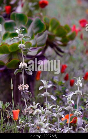 Marrubium libonaticum, silberne Blätter, silbernes Laub, trockener Garten, Kiesgarten, Eschschscholzia californica, kalifornischer Mohn, Orangenblüten, blühend, aeoniu Stockfoto