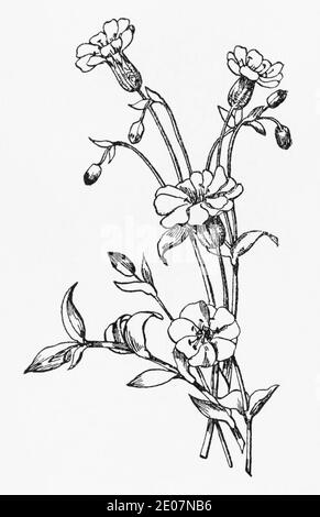 Alte botanische Illustration Gravur von Sea Campion / Silene uniflora, Silene maritima. Siehe Hinweise Stockfoto