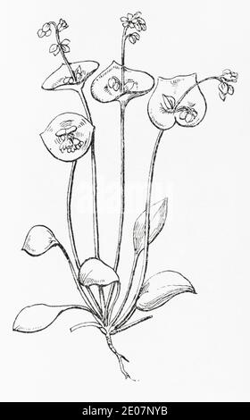 Alte botanische Illustration Gravur von Bergarbeiters Salat, Spring Beauty / Claytonia perfoliata, Montia perfoliata. Traditionelle Heilkräuter Pflanze.