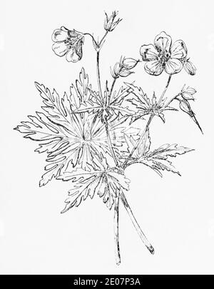 Alte botanische Illustration Gravur von Wiesenkranesschnabel / Geranium pratense. Traditionelle Heilkräuter Pflanze. Siehe Hinweise Stockfoto