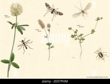 Leguminosae1-British Entomology. Stockfoto