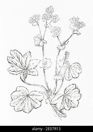 Alte botanische Illustration Gravur von Lady's Mantle / Alchemilla xanthochlora, Alchemilla vulgaris. Traditionelle Heilkräuter Pflanze. Siehe Hinweise Stockfoto