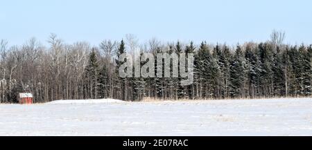 Bäume entlang der Kante des Waldfeldes mit gesäumt Schnee im Winter unter blauem Himmel Stockfoto