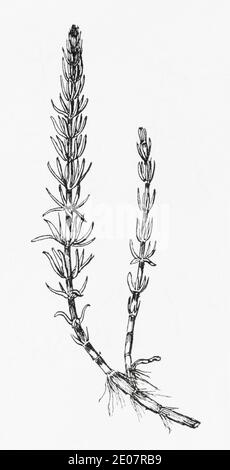 Alte botanische Illustration Gravur von Marestail / Hippuris vulgaris. Traditionelle Heilkräuter Pflanze. Siehe Hinweise Stockfoto