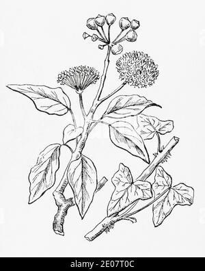 Alte botanische Illustration Gravur von Ivy / Hedera Helix. Traditionelle Heilkräuter Pflanze. Siehe Hinweise Stockfoto