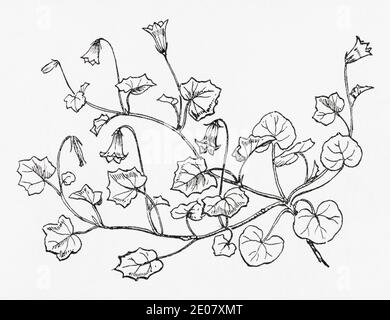 Alte botanische Illustration Gravur von Ivy-leaved Bellflower / Wahlenbergia hederacea. Siehe Hinweise Stockfoto