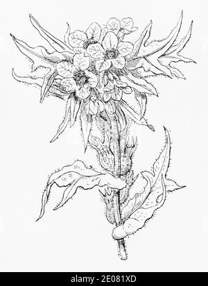Alte botanische Illustration Gravur von Henbane / Hyoscyamus niger. Traditionelle Heilkräuter Pflanze, aber tödlich giftig. Siehe Hinweise Stockfoto
