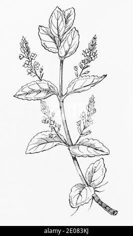 Alte botanische Illustration Gravur von Brooklime / Veronica beccabunga. Traditionelle Heilkräuter Pflanze. Siehe Hinweise Stockfoto