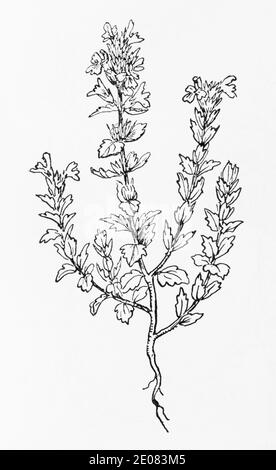 Alte botanische Illustration Gravur von Eyebright / Euphrasia rostkovian, Euphrasia officinalis. Traditionelle Heilkräuter Pflanze. Siehe Hinweise Stockfoto