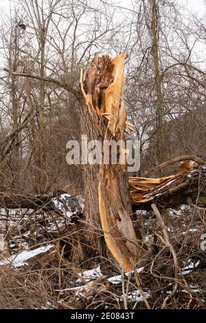Tod und Zerstörung eines im Wald zerbrochenen Baumes, gefallen und verrottet auf dem Boden Stockfoto