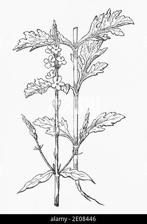 Alte botanische Illustration Gravur von Common Vervain / Verbena officinalis. Traditionelle Heilkräuter Pflanze. Siehe Hinweise Stockfoto