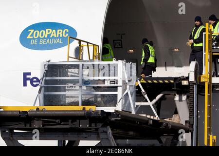 Das Flugzeug mit den beiden chinesischen Pandas kommt am 15. januar 2012 am Flughafen Paris Roissy in Paris an. Die Tiere verließen ihr Brutzentrum im Südwesten Chinas für einen 10-jährigen Aufenthalt in Frankreich, in einem Darlehen, das nach Jahren von Verhandlungen auf höchster Ebene besiegelt wurde. Huan Huan ('glücklich') und Yuan Zi ('mollig') sollen zum Zoo Beauval gehen, im mittleren Westen Frankreichs. Foto von Stephane Lemouton/ABACAPRESS.COM Stockfoto