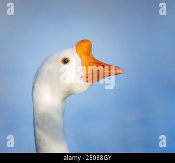 Nahaufnahme Porträt der Weißen Chinesischen Gans. Natürlicher blauer Hintergrund mit Kopierbereich. Stockfoto