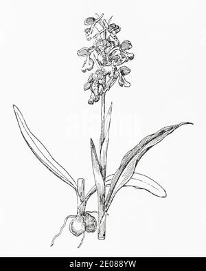 Alte botanische Illustration Gravur von Grün-geflügelten Orchidee / Anacamptis morio. Traditionelle Heilkräuter Pflanze. Siehe Hinweise Stockfoto