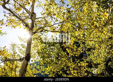 Backlit Aspen trees, Taggart Lake trail, Grand tetons National Park, Wyoming, USA. Stockfoto