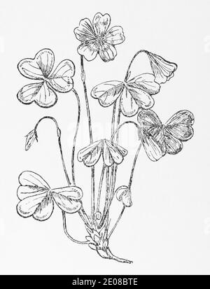 Alte botanische Illustration Gravur von Wood Sorrel / Oxalis acetosella. Traditionelle Heilkräuter Pflanze. Siehe Hinweise Stockfoto