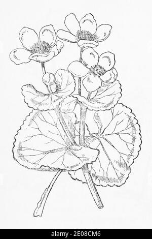 Alte botanische Illustration Gravur von Marsh Marigold / Caltha palustris. Traditionelle Heilkräuter Pflanze. Siehe Hinweise Stockfoto