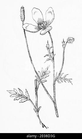Alte botanische Illustration Gravur von Prickly Poppy / Papaver argemone. Traditionelle Heilkräuter Pflanze. Siehe Hinweise Stockfoto