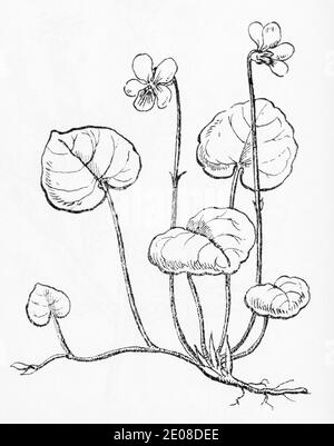 Alte botanische Illustration Gravur von Marsh Violet / Viola palustris. Siehe Hinweise Stockfoto