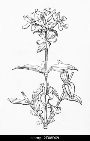 Alte botanische Illustration Gravur von Soapwort / Saponaria officinalis. Traditionelle Heilkräuter Pflanze. Siehe Hinweise Stockfoto