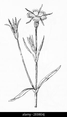 Alte botanische Illustration Gravur von Purple Corncockle, Corn Campion / Agrostemma githago, Lychnis githago. Siehe Hinweise Stockfoto