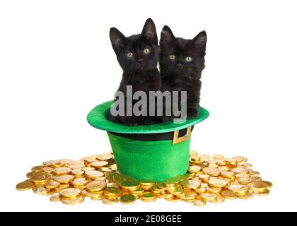 Zwei schwarze Kätzchen in einem grünen Top-Hut mit Saint Patrick's Day-Motiv, auf einem Bett aus Goldmünzen auf weißem Hintergrund isoliert. Spaß Urlaub Thema wi Stockfoto