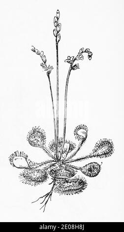 Alte botanische Illustration Gravur von gewöhnlicher Sonnentau, Rundblättriger Sonnentau / Drosera rotundifolia. Traditionelle Heilkräuter Pflanze. Siehe Hinweise Stockfoto