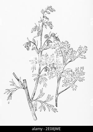 Alte botanische Illustration Gravur von Meer Wermut / Artemisia maritima. Traditionelle Heilkräuter Pflanze. Siehe Hinweise Stockfoto