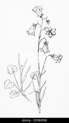 Alte botanische Illustration Gravur von Harebell / Campanula rotundifolia. Traditionelle Heilkräuter Pflanze. Siehe Hinweise Stockfoto