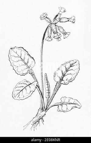 Alte botanische Illustration Gravur von Cowslip / Primula veris. Traditionelle Heilkräuter Pflanze. Siehe Hinweise Stockfoto