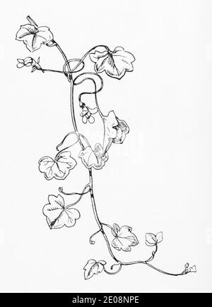 Alte botanische Illustration Gravur von Cymbalaria muralis / Ivy-leaved Toadflax. Traditionelle Heilkräuter Pflanze. Siehe Hinweise Stockfoto