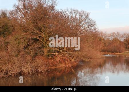 Insel am Alexandra Lake, Wanstead Flats, London Stockfoto