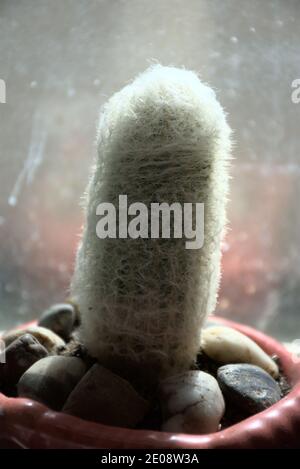 Diese Nahaufnahmen sind von Topfpflanzen auf meiner Fensterbank. Sie sind von einem weißen Kaktus und Aloe-Pflanzen. Stockfoto