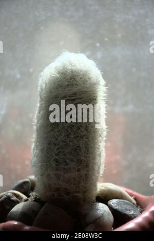 Diese Nahaufnahmen sind von Topfpflanzen auf meiner Fensterbank. Sie sind von einem weißen Kaktus und Aloe-Pflanzen. Stockfoto