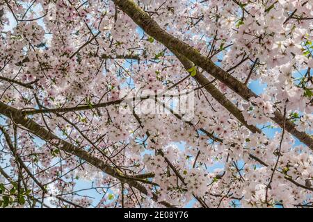 Unter einem weißen blühenden Baum, der durch die Äste nach oben schaut Am hellblauen Himmel im Frühling Nahaufnahme Stockfoto