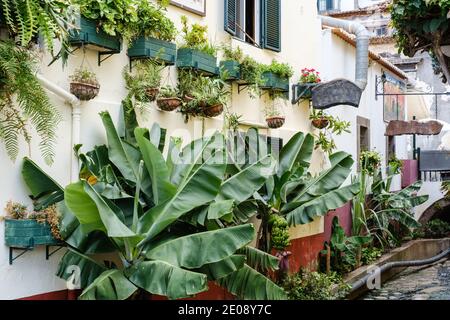 Haus mit gelber Wand bedeckt mit vielen verschiedenen Pflanzen wieder Es einschließlich wenige Bananenbaum, der Frucht gibt Stockfoto