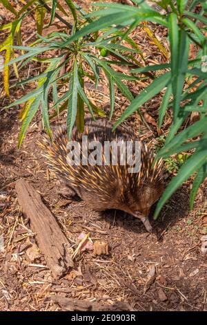 Kurznase-Echidna in Tasmanien, Australien Stockfoto