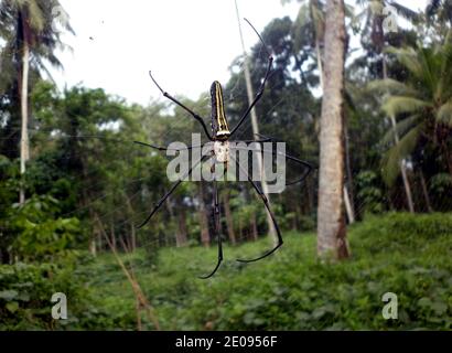 Eine weibliche Riese Golden Orb Weaver (Nephila Pilipes) oder Bananenspinne oder riesige Holzspinne auf sie ist Internet Stockfoto