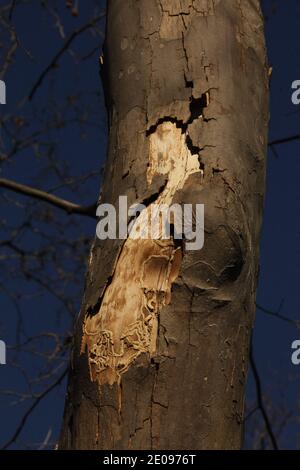 Frankreich,Hérault (34),Villeneuve-Les-Béziers.Platanes contaminés par le chancre coloré.en 2012 le gouvernement français décide de faire abattre la totalité des 42000 platanes qui bordent le Canal du Midi. Site du patrimoine mondial de l'UNESCO, tous les arbres du Canal sont menacés par un champignon tueur, le chancre coloré.Depuis 2006 plus de 22 000 arbres malades ont été éliminés et brulés. Foto von Patrick Aventurier/ABACAPRESS.COM Stockfoto