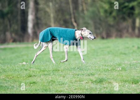 Schöne Greyhound Hund trägt Mäntel im Winter und läuft Auf Gras Stockfoto
