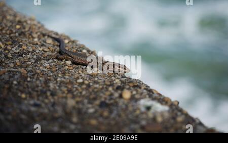 Weibliche gemeine Mauereidechse podarcis muralis auf Steinmauer An der atlantikküste in der französischen Küstenstadt Biarritz nouvelle aquitaine baskisch c Stockfoto