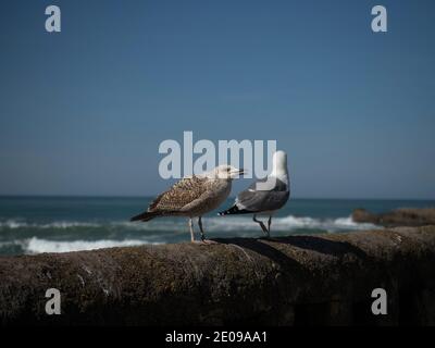 Junge und Erwachsene europäische Heringsmöwe am Atlantik meeresmauer in der französischen Stadt Biarritz Nouvelle Aquitaine Frankreich Stockfoto
