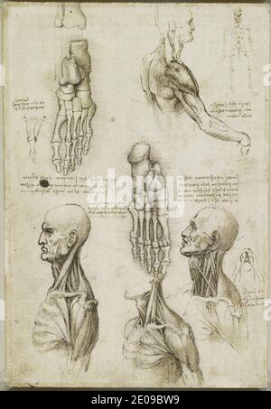 Leonardo da Vinci - Verso die Knochen des Fußes, und die Muskeln des Halses c.1510-11. Stockfoto