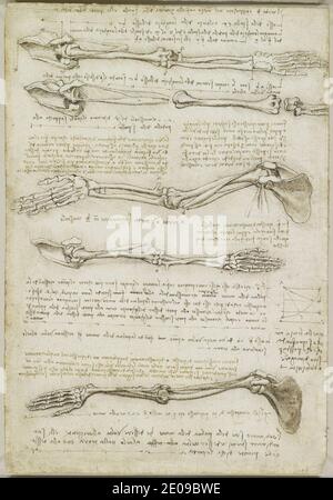 Leonardo da Vinci - Verso die Knochen und Muskeln des Arms c.1510-11. Stockfoto