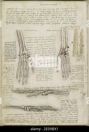 Leonardo da Vinci - Verso die Knochen der Hand c.1510-11. Stockfoto