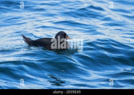 Trauerente (Melanitta nigra) schwimmendes Männchen, Mecklenburg-Vorpommern, Deutschland Stockfoto