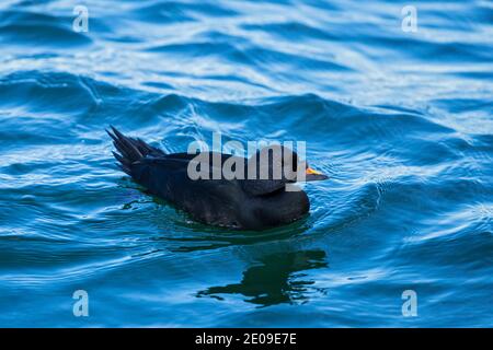 Gemeiner Schotte (Melanitta nigra), Männchen schwimmen in der Ostsee, Mecklenburg-Vorpommern, Deutschland Stockfoto