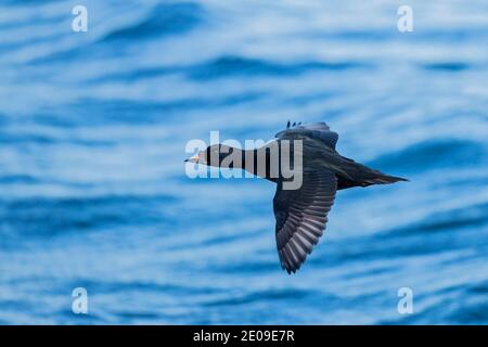 Gemeiner Schotte (Melanitta nigra) Männchen fliegend, Mecklenburg-Vorpommern, Deutschland Stockfoto