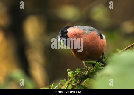 Eurasischen Gimpel (Pyrrhula pyrrhula) aus Sitzen im Busch Stockfoto